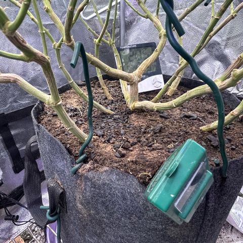 Fruity Pebbles 2.0 growlog timeline photo