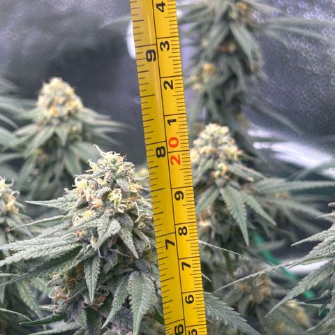Fruity Pebbles 2.0 growlog timeline photo