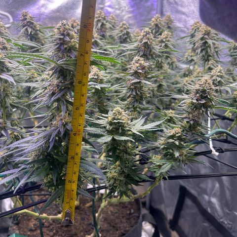Fruity Pebbles 2.0 growlog timeline photo