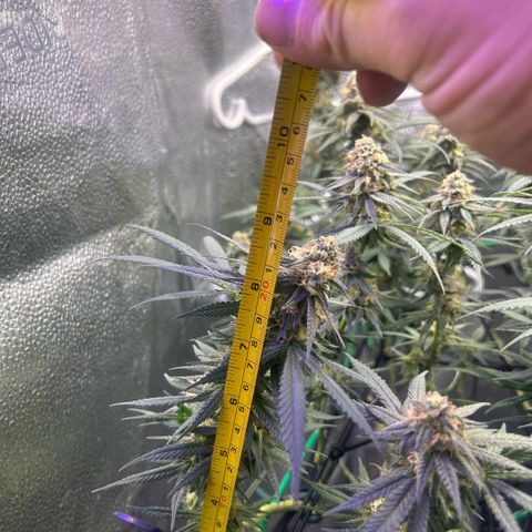 Fruity Pebbles 2.0 growlog timeline photo