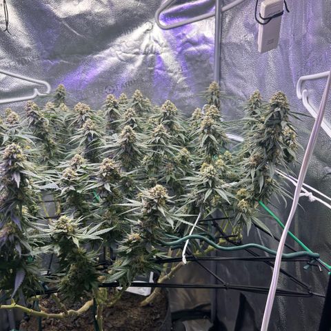 Fruity Pebbles 2.0 growlog timeline photo