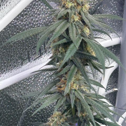 Fruity Pebbles 2.0 growlog timeline photo