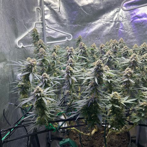 Fruity Pebbles 2.0 growlog timeline photo