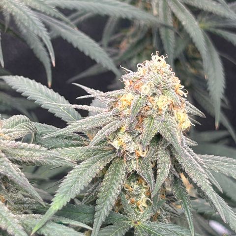Fruity Pebbles 2.0 growlog timeline photo