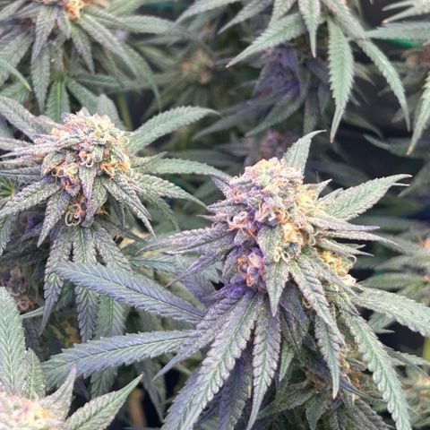 Fruity Pebbles 2.0 growlog timeline photo