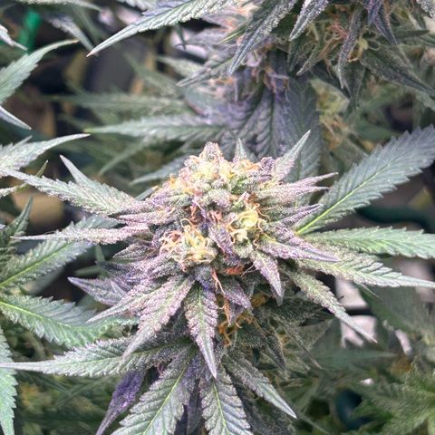 Fruity Pebbles 2.0 growlog timeline photo
