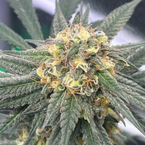 Fruity Pebbles 2.0 growlog timeline photo