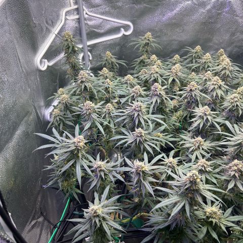 Fruity Pebbles 2.0 growlog timeline photo