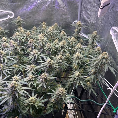 Fruity Pebbles 2.0 growlog timeline photo