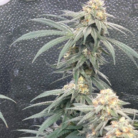 Fruity Pebbles 2.0 growlog timeline photo