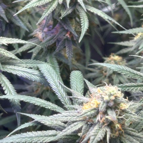 Fruity Pebbles 2.0 growlog timeline photo