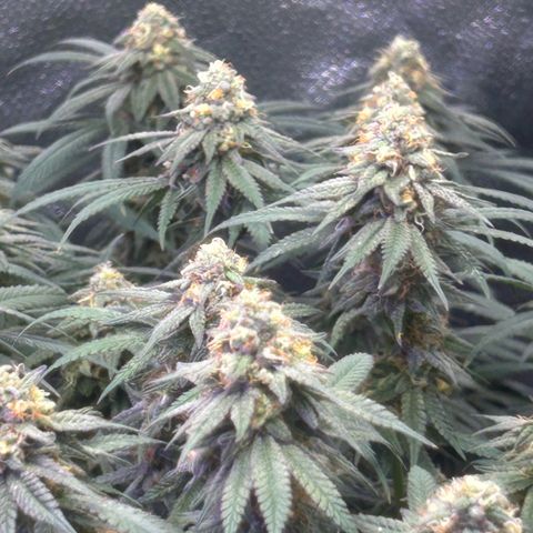 Fruity Pebbles 2.0 growlog timeline photo