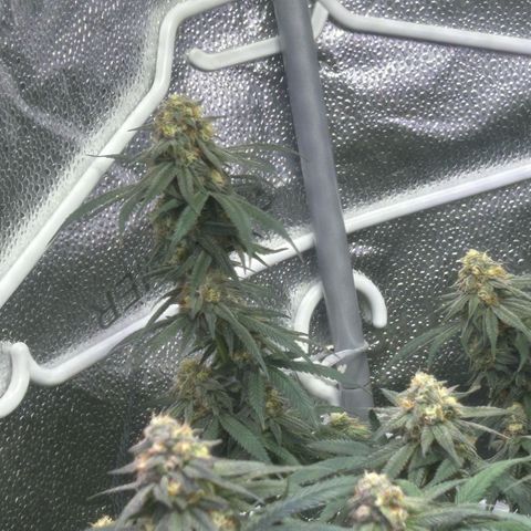 Fruity Pebbles 2.0 growlog timeline photo