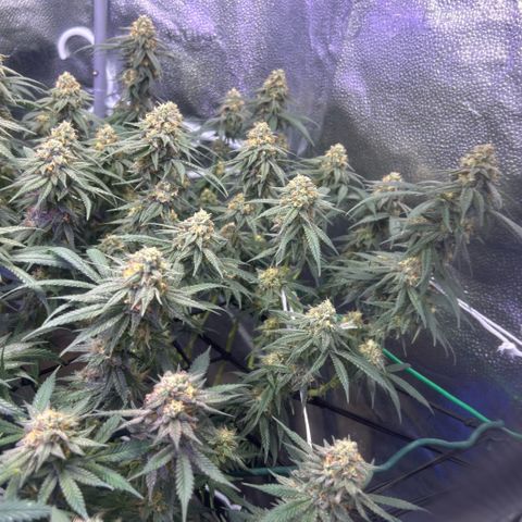 Fruity Pebbles 2.0 growlog timeline photo