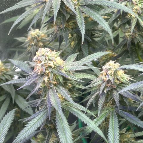 Fruity Pebbles 2.0 growlog timeline photo