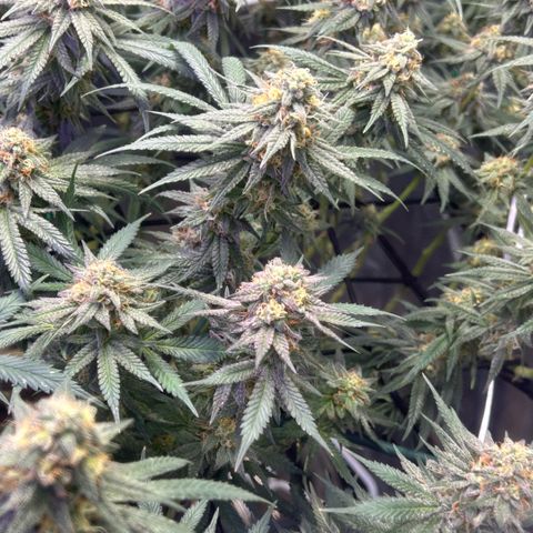 Fruity Pebbles 2.0 growlog timeline photo