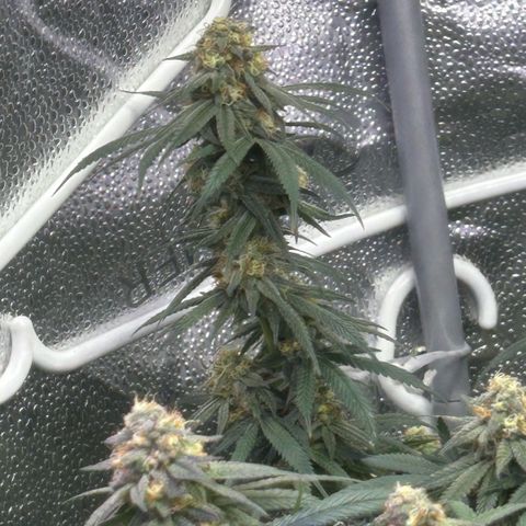 Fruity Pebbles 2.0 growlog timeline photo