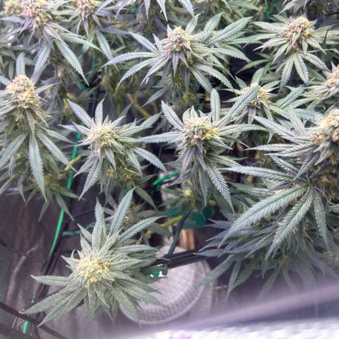 Fruity Pebbles 2.0 growlog timeline photo