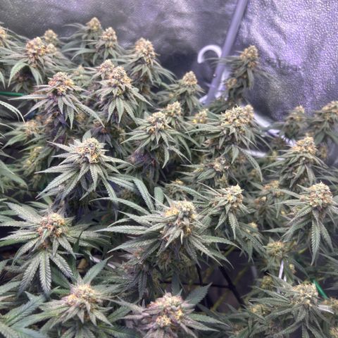 Fruity Pebbles 2.0 growlog timeline photo