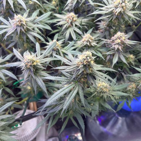Fruity Pebbles 2.0 growlog timeline photo