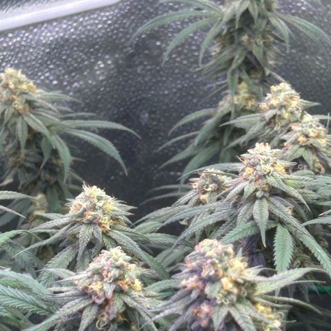 Fruity Pebbles 2.0 growlog timeline photo