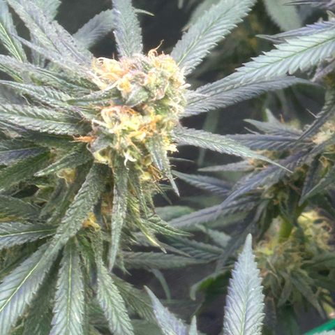 Fruity Pebbles 2.0 growlog timeline photo
