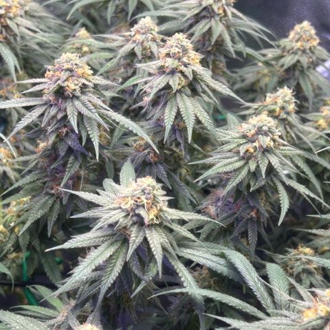 Fruity Pebbles 2.0 growlog timeline photo