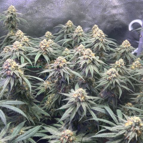 Fruity Pebbles 2.0 growlog timeline photo