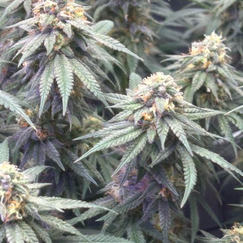 Fruity Pebbles 2.0 growlog timeline photo