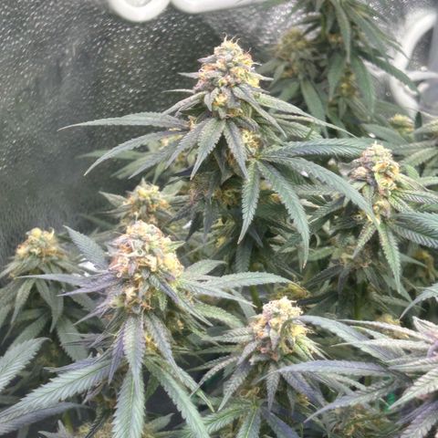 Fruity Pebbles 2.0 growlog timeline photo