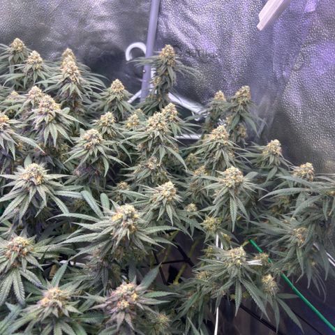 Fruity Pebbles 2.0 growlog timeline photo