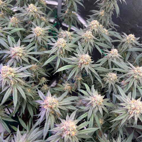 Fruity Pebbles 2.0 growlog timeline photo