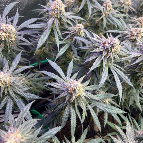 Fruity Pebbles 2.0 growlog timeline photo