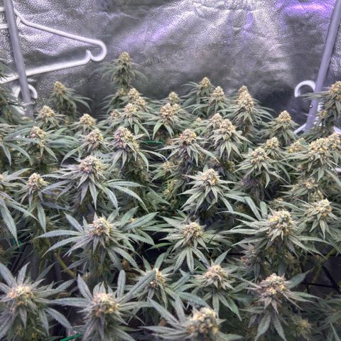 Fruity Pebbles 2.0 growlog timeline photo