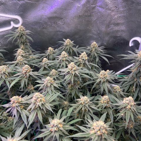 Fruity Pebbles 2.0 growlog timeline photo