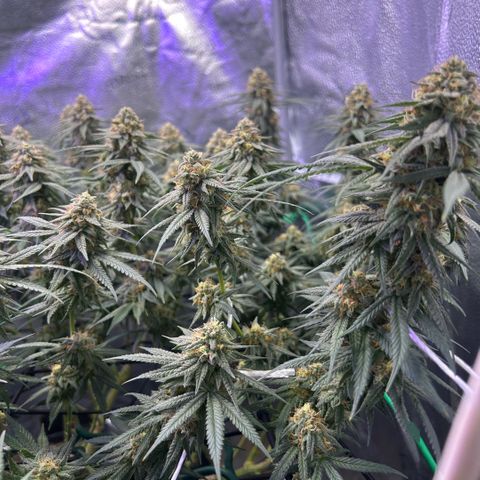 Fruity Pebbles 2.0 growlog timeline photo