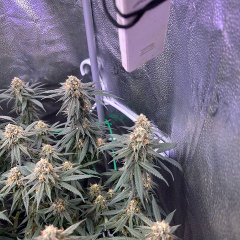 Fruity Pebbles 2.0 growlog timeline photo