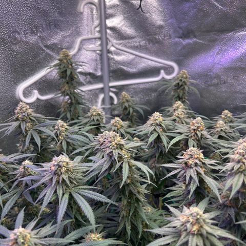 Fruity Pebbles 2.0 growlog timeline photo