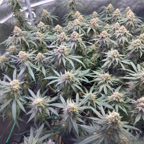 Fruity Pebbles 2.0 growlog timeline photo
