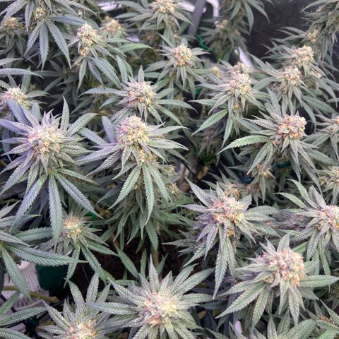 Fruity Pebbles 2.0 growlog timeline photo