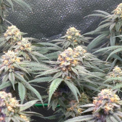 Fruity Pebbles 2.0 growlog timeline photo