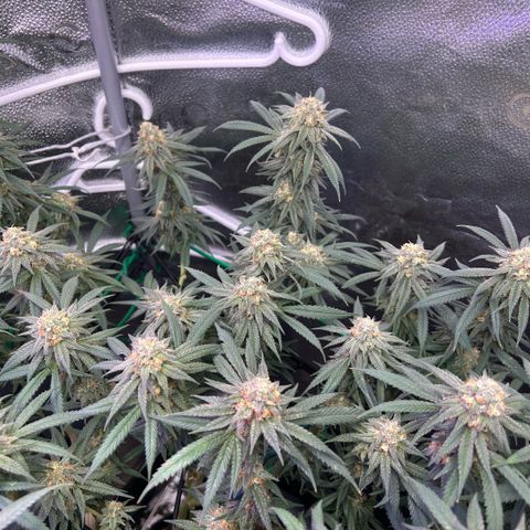 Fruity Pebbles 2.0 growlog timeline photo