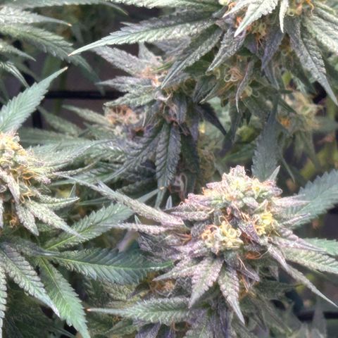 Fruity Pebbles 2.0 growlog timeline photo