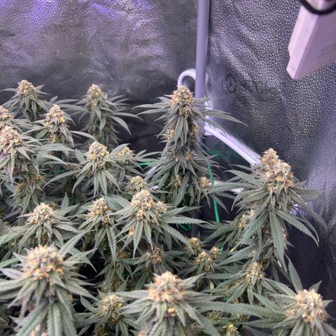 Fruity Pebbles 2.0 growlog timeline photo