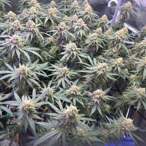 Fruity Pebbles 2.0 growlog timeline photo