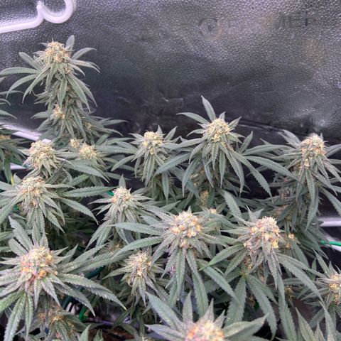 Fruity Pebbles 2.0 growlog timeline photo