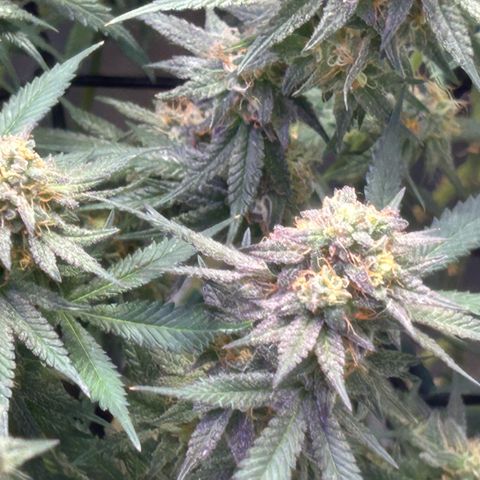 Fruity Pebbles 2.0 growlog timeline photo