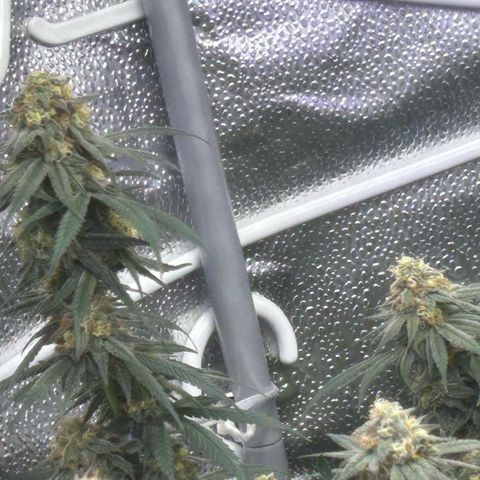 Fruity Pebbles 2.0 growlog timeline photo