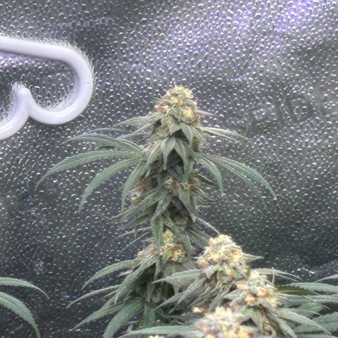 Fruity Pebbles 2.0 growlog timeline photo
