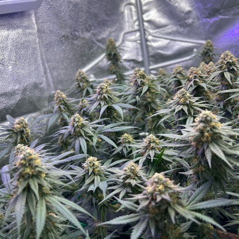 Fruity Pebbles 2.0 growlog timeline photo